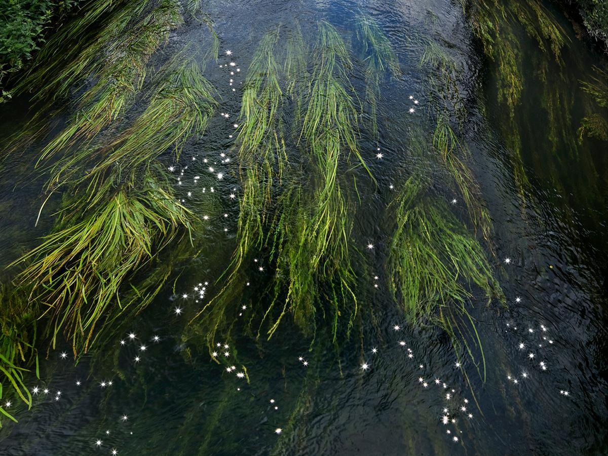 Chalk Streams 11, 2023 - Edizione limitata di fotografie digitali su carta Fuji