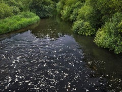 Chalk Streams 4, Ellie Davies - Nature Photograph, Water, River, Landscape