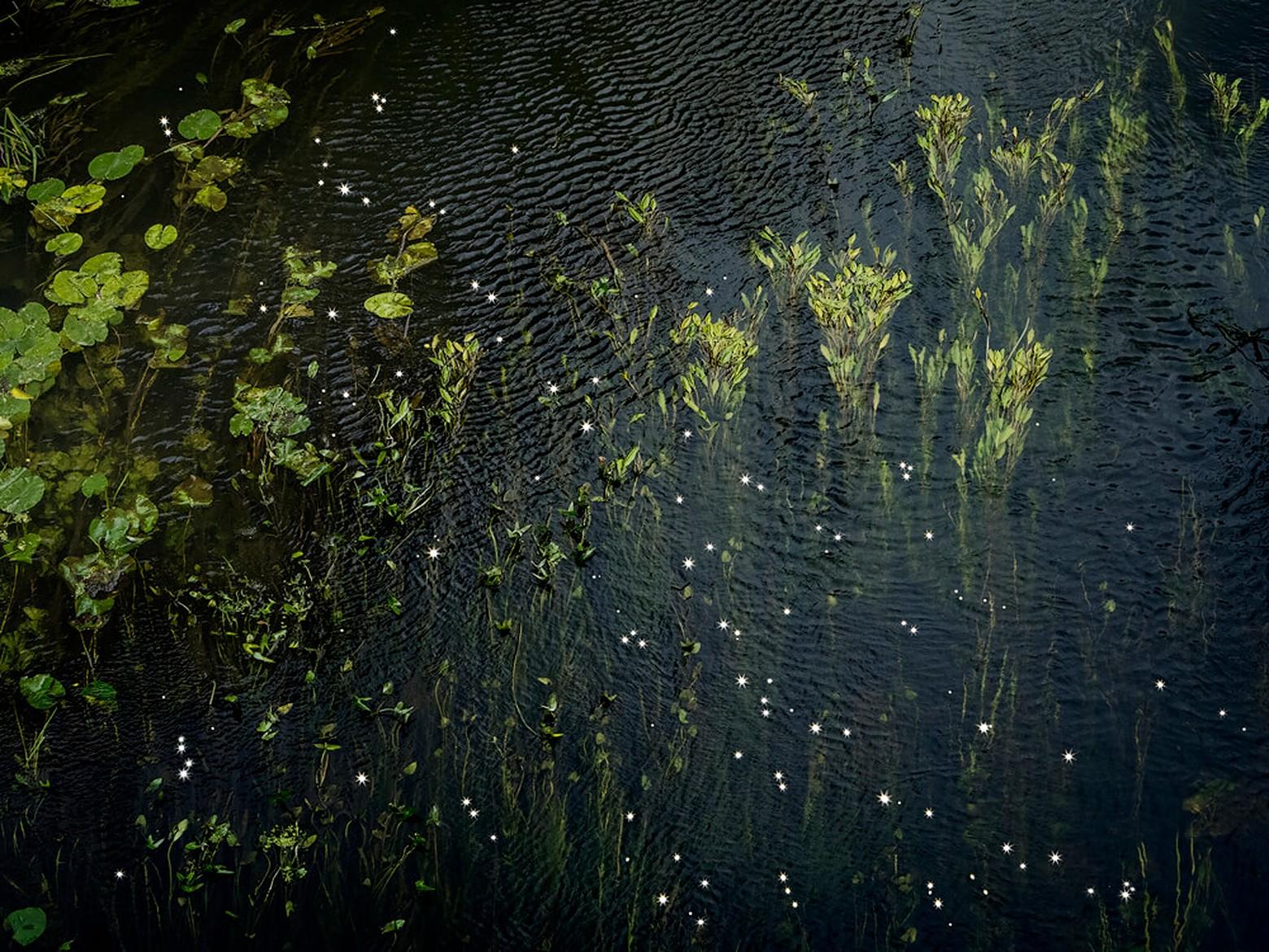 Chalk Streams 7, Ellie Davies - Photographie de paysage, Photographie de nature