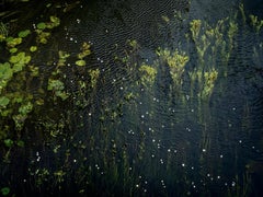 Chalk Streams 7, Ellie Davies - Landscape Photography, Nature Photography