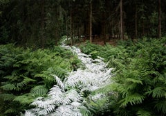 Come With Me 2 - Ellie Davies, Landscape, Nature, Trees, Conceptual, British
