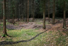 Come With Me 3 - Ellie Davies, Fotografien, Bäume, Britisch, Landschaft, Landschaft