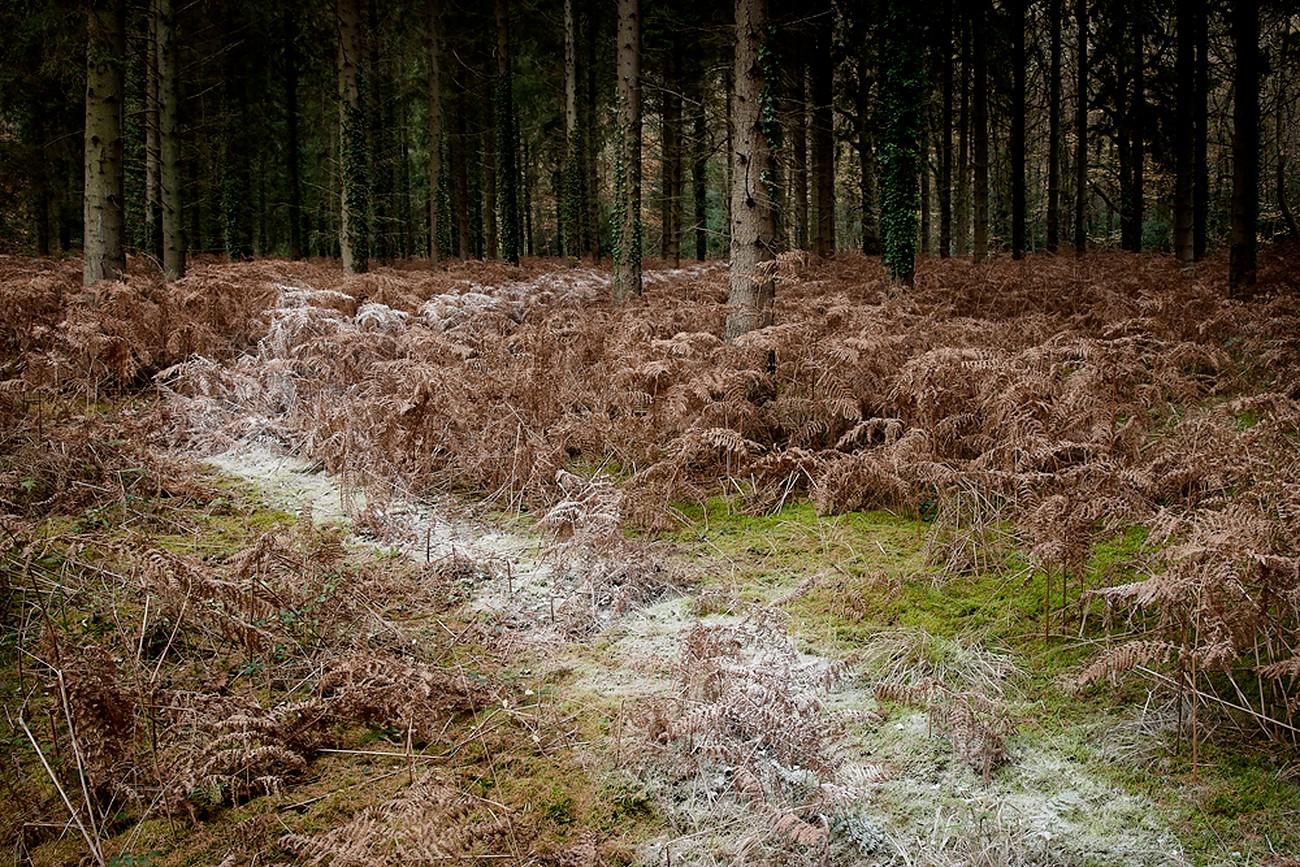 Ellie Davies Color Photograph – Come With Me 4, 2011 – Digitale C-Type-Fotografie in limitierter Auflage