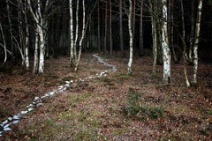 Come With Me 6 - Nature photography, Trees, Ellie Davies, Contemporary, Land