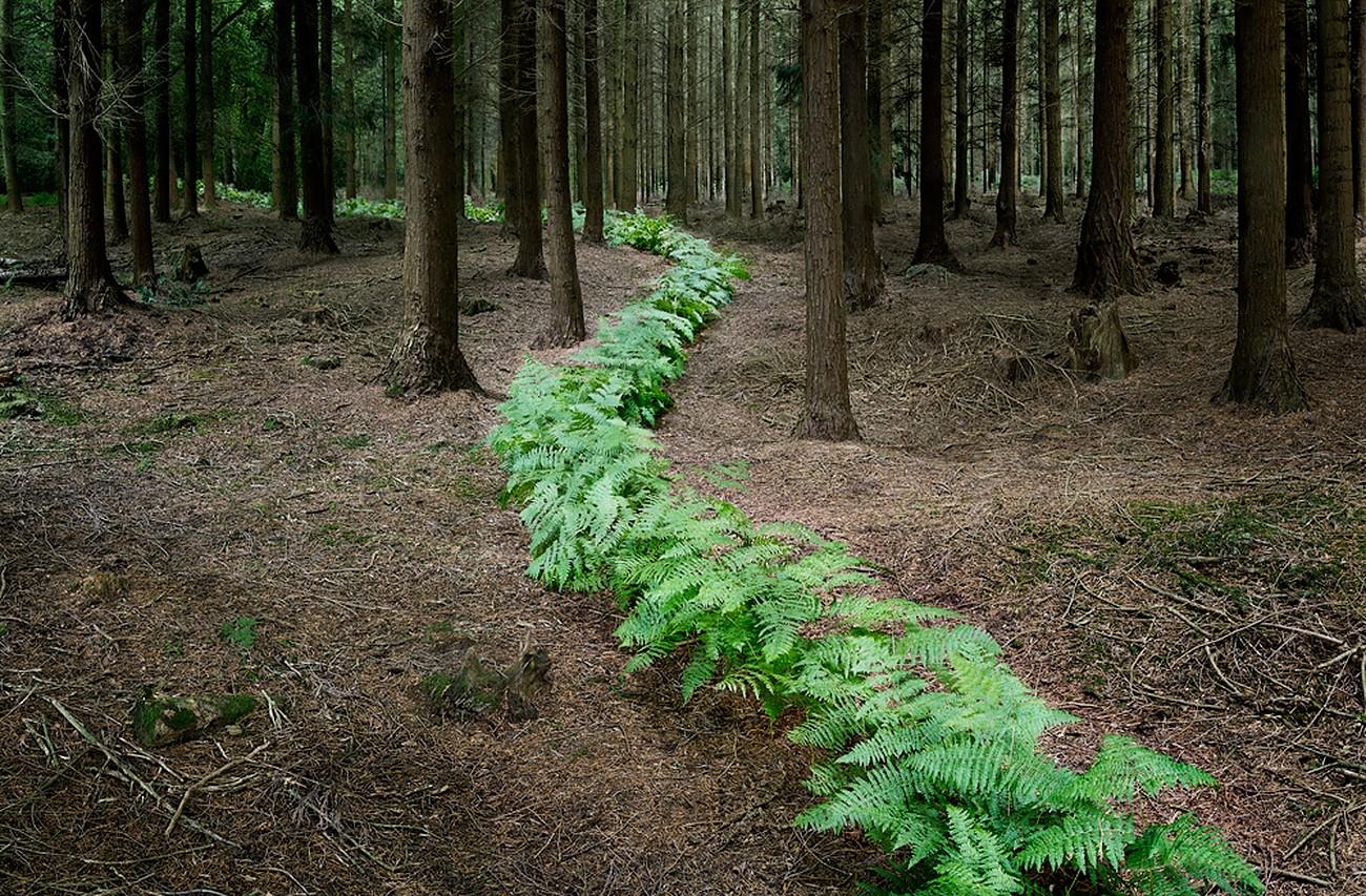 Ellie Davies Color Photograph – Come With Me 7, 2011 – Digitale C-Type-Fotografie in limitierter Auflage