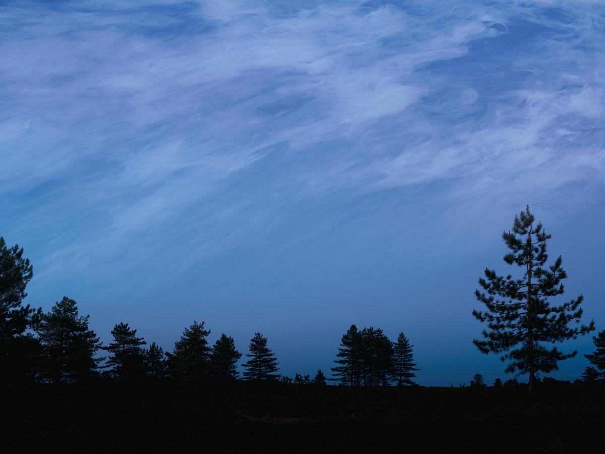 Color Photograph Ellie Davies - Ebb 
Flow 2, 2025 - Paysage de forêt naturelle ancienne Ciel bleu Sapins