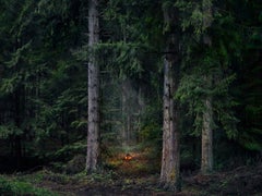 Fires 9 - Ellie Davies, Photography, Fire, Landscape imagery, Forests, Campsites