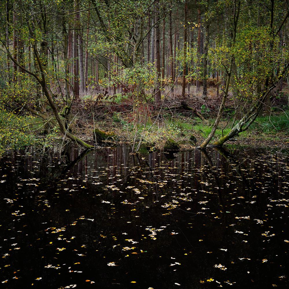 Half Light 10 - Ellie Davies, contemporain, britannique, photographie, forêts