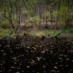Half Light 10 - Ellie Davies, Contemporary, British, Photography, Forests