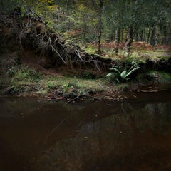 Half Light 6 - Ellie Davies, Natur, Wälder, Bäume, Wildtiere, Landschaft, Drucke