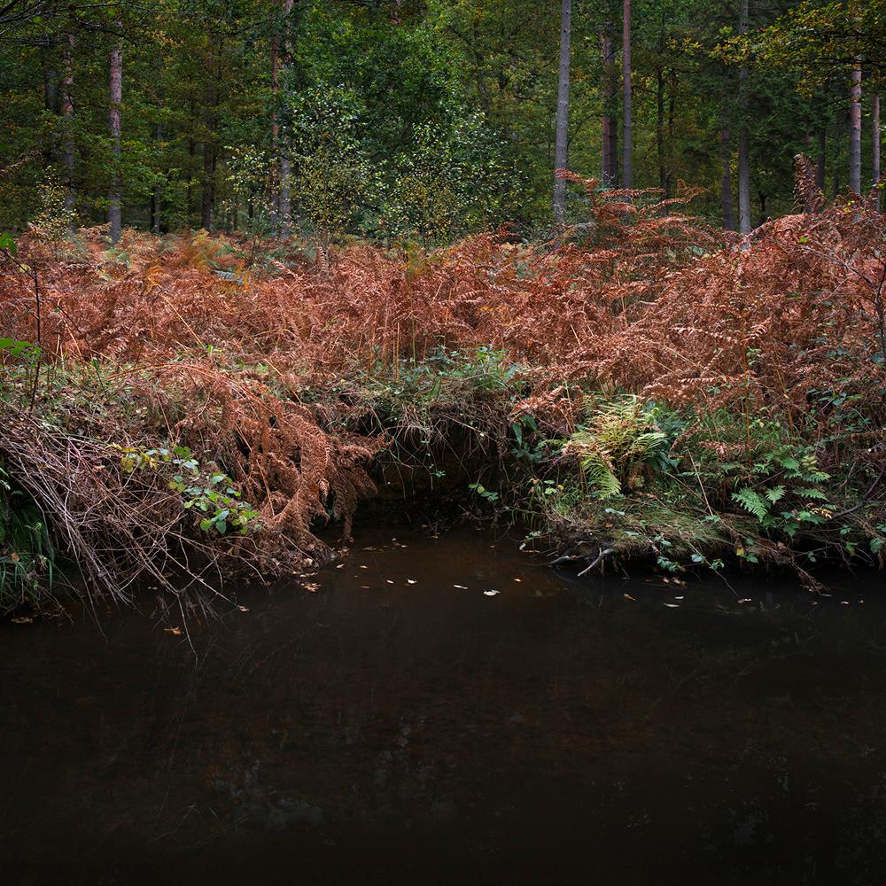 Color Photograph de Ellie Davies - Half Light 7, 2016 - Fotografía digital tipo C de edición limitada en papel Fuji