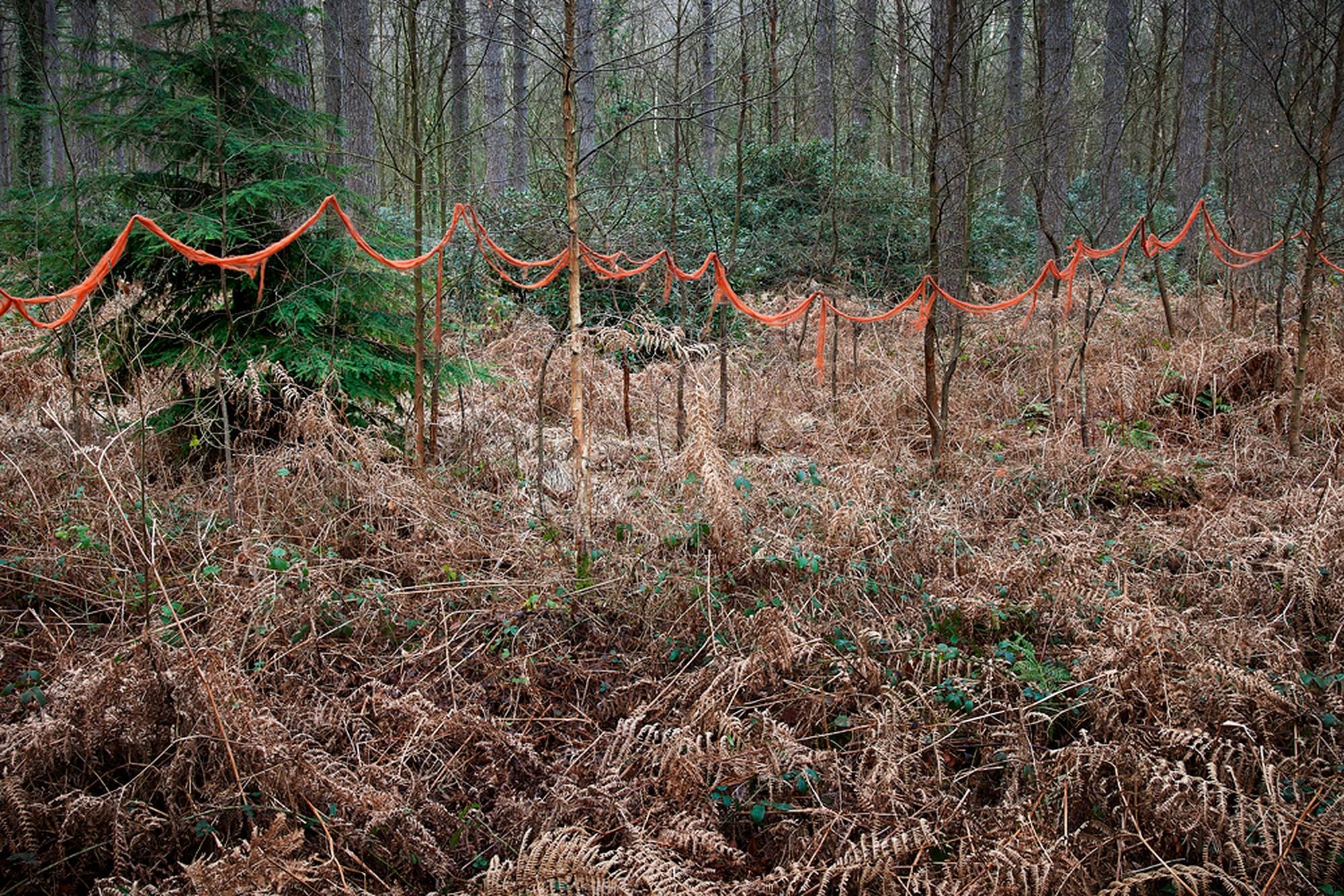 Ellie Davies Color Photograph - Knit One, Pearl One 6 (Contemporary British Photography, Forests, Wildlife)