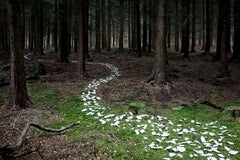 Knit One, Pearl One 9 - Ellie Davies, British, Landscape, Nature, Forests, Land