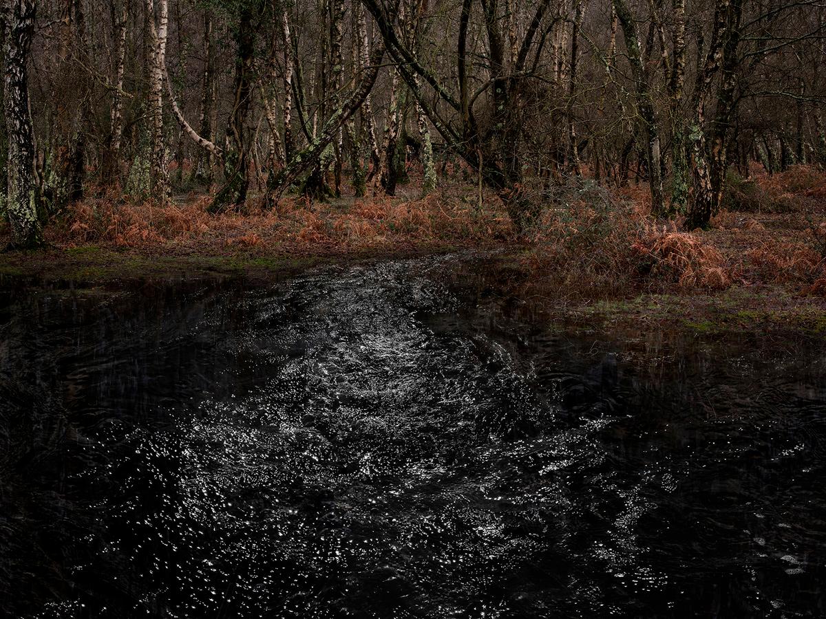 Paisajes marinos 8 es una impresionante Impresión Digital Tipo C sobre papel Fuji Máxima Mate, disponible en este tamaño en una Edición Limitada de 7 + 2 Pruebas de Artista.

Ellie lleva siete años trabajando en los bosques del Reino Unido,