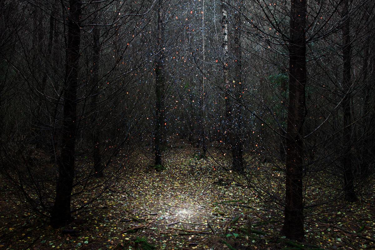 Stars 1 - Ellie Davies, Contemporary British Photography, Nature, Forest