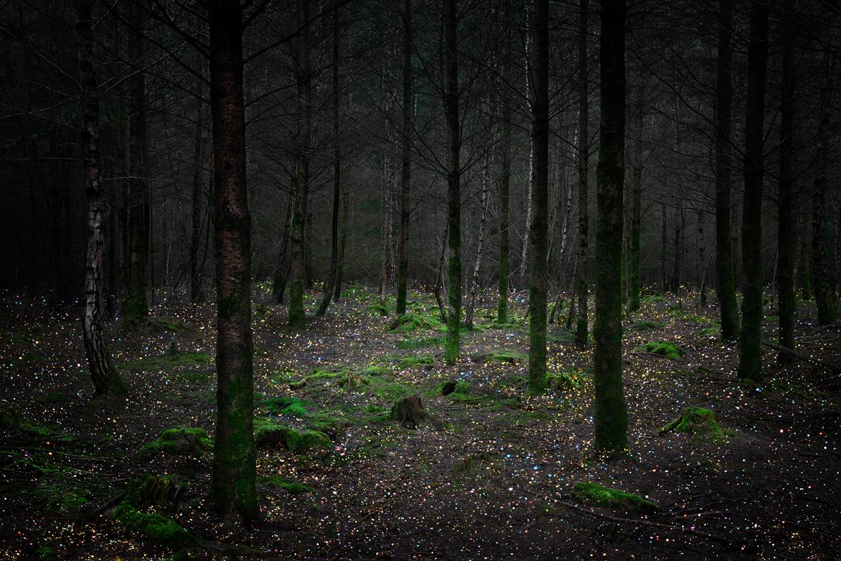 Stars 11 - Ellie Davies, Britische Fotografie, Wald, Natur, Bäume, Landschaft