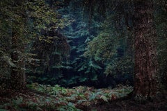 Étoile 13 - Ellie Davies, photographie britannique contemporaine, paysages, nature