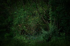 Stars 2 - Ellie Davies, Forest imagery, Starry night, Contemporary photography