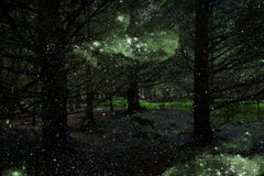 Stars 3 - Ellie Davies, Contemporary Photography, Forest imagery, Woodland