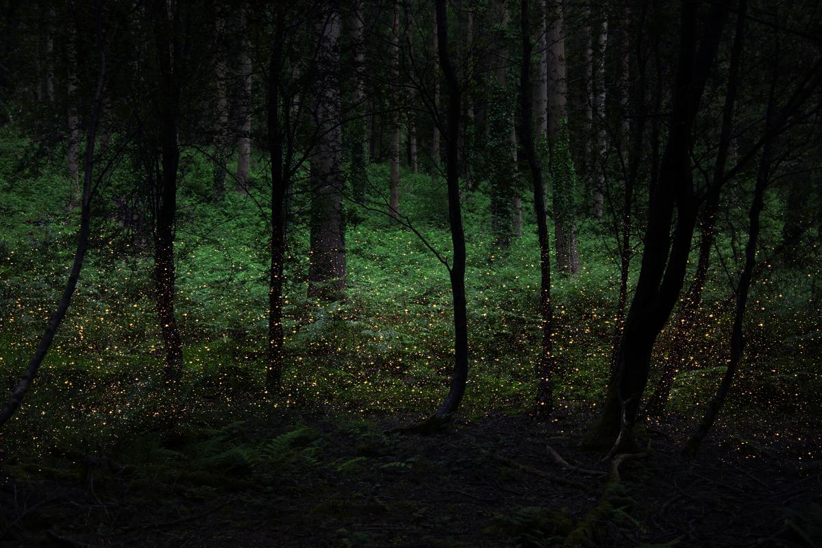 woods at night time