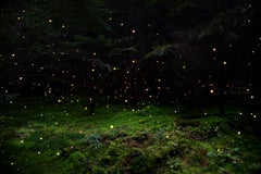 Stars 5 - Ellie Davies, Contemporary British Photography, Nature, Forests