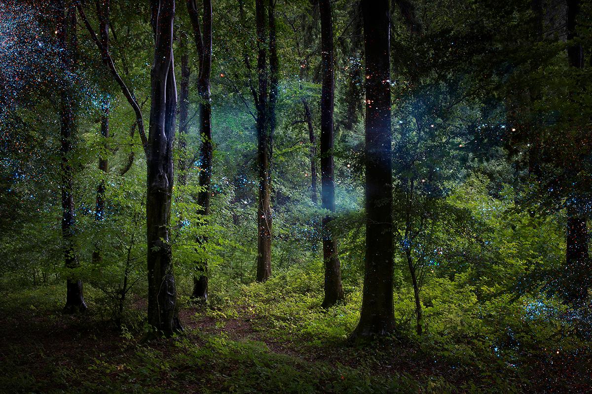 Sterne 9  - Ellie Davies, Zeitgenössische Fotografie, Wald, Natur, Nacht