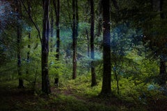 Stars 9  - Ellie Davies, Contemporary Photography, Forest imagery, Night sky