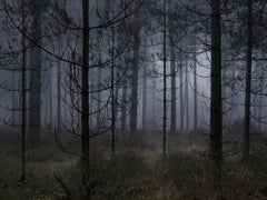 Stillness 1 - Ellie Davies, Photography, Landscape, Forest, Woodland