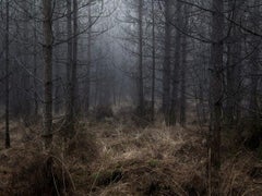 Stillness 2 by Ellie Davies (Landscape Photography, Forest Photography)