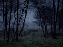 Stillness 3 - Ellie Davies, Photography, Landscape, Forest, Woodland