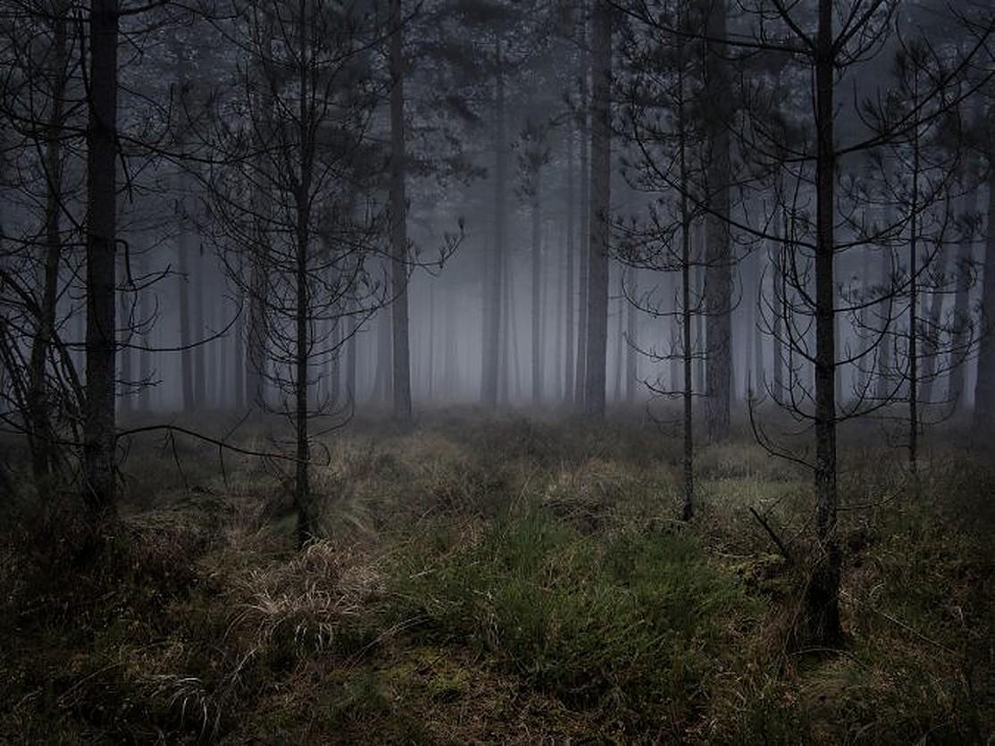 Stillness 5 - Ellie Davies, Photographie, Paysage, Forest, Bois