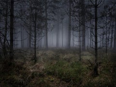 Stillness 5 - Ellie Davies, Photography, Landscape, Forest, Woodland