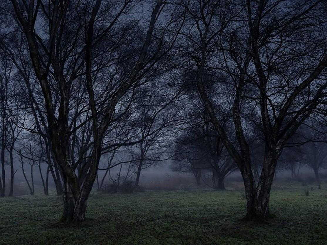 Stillness 6 - Ellie Davies, Photography, Landscape, Forest, Woodland
