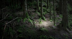 The Gloaming 3 - Ellie Davies, British photography, Nature, Forest, Trees