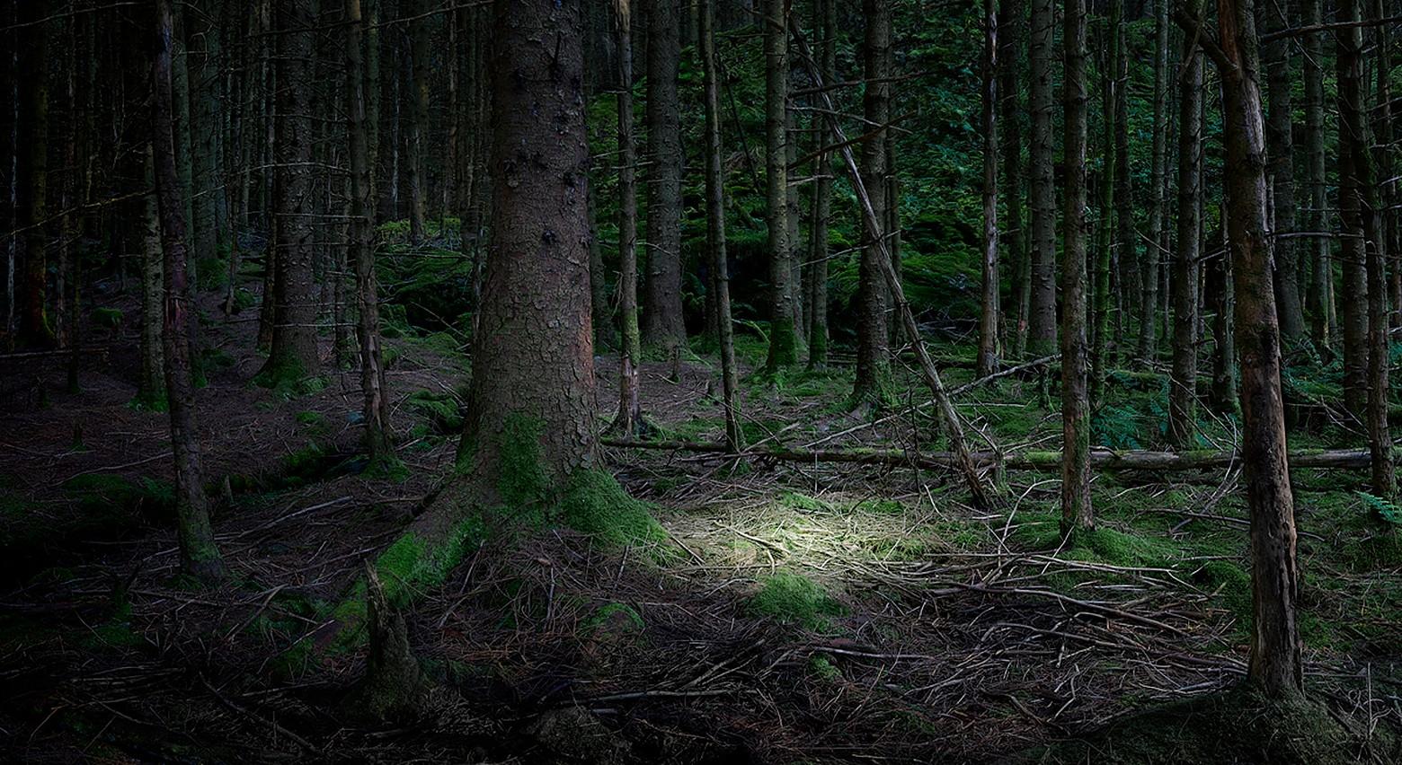 The Gloaming 4 - Ellie Davies, Natur, Fotografie, Bäume, Landschaft, Wälder