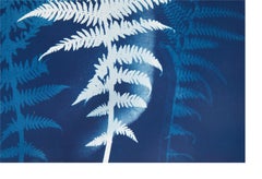 "Cyanotype Fern" - Original Blue Cyanotype Print of Ferns