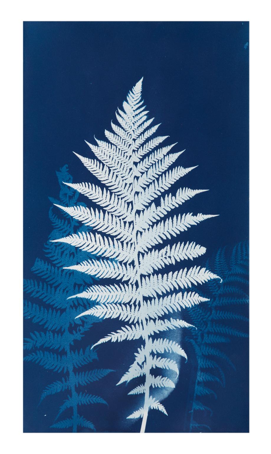 Still-Life Photograph Ellie Honl  - "Cyanotype Fern" - Impression originale de cyanotype bleu de fougères