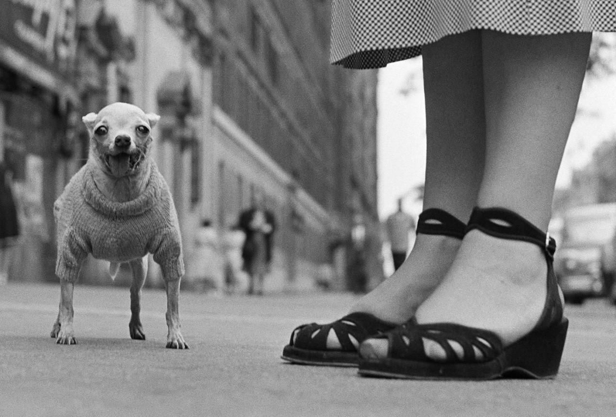 Elliot Erwitt Black and White Photograph - New York City, USA. Circa 1950