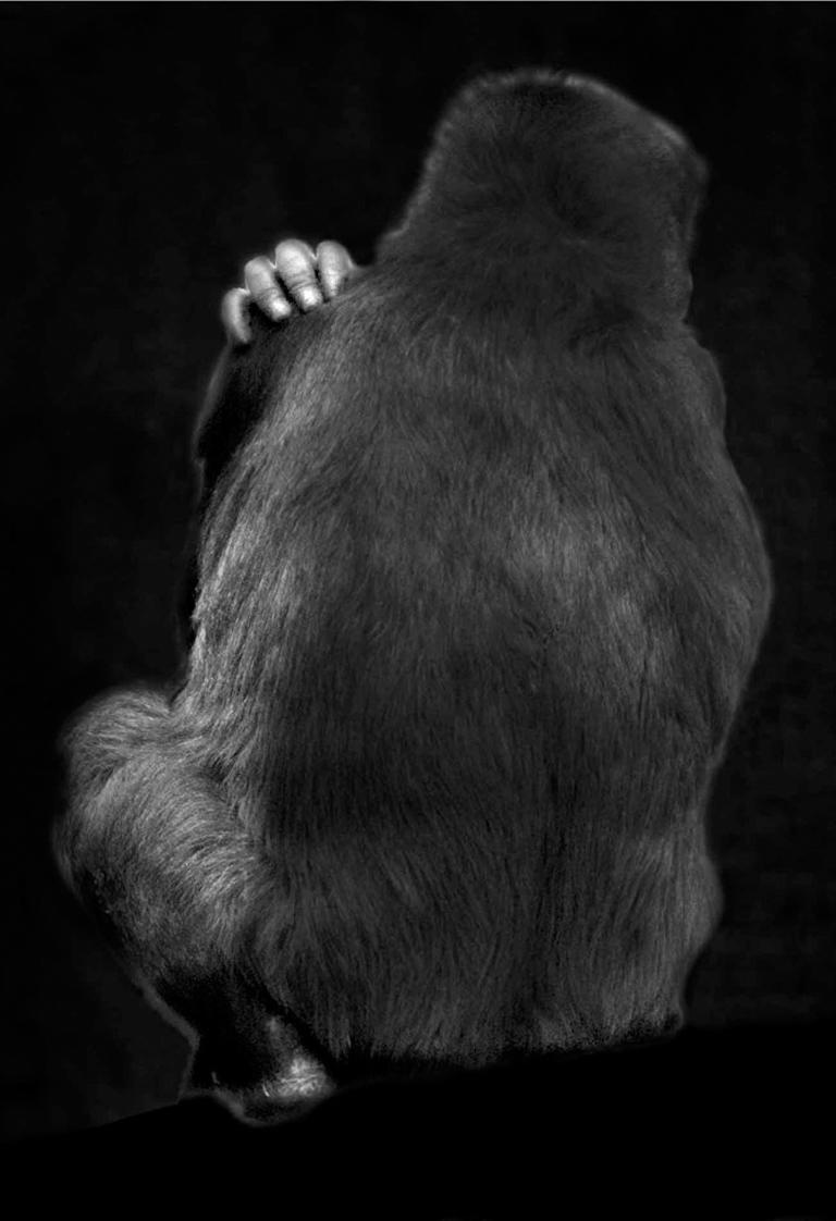 Elliot Ross Figurative Photograph - Animal (2)