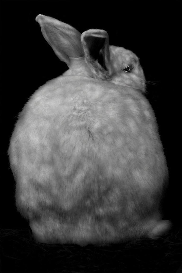 Elliot Ross Color Photograph - Animal ( 127 )