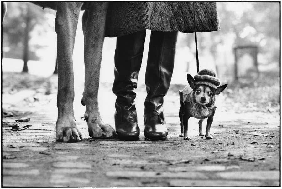 New York City (Dog Legs)