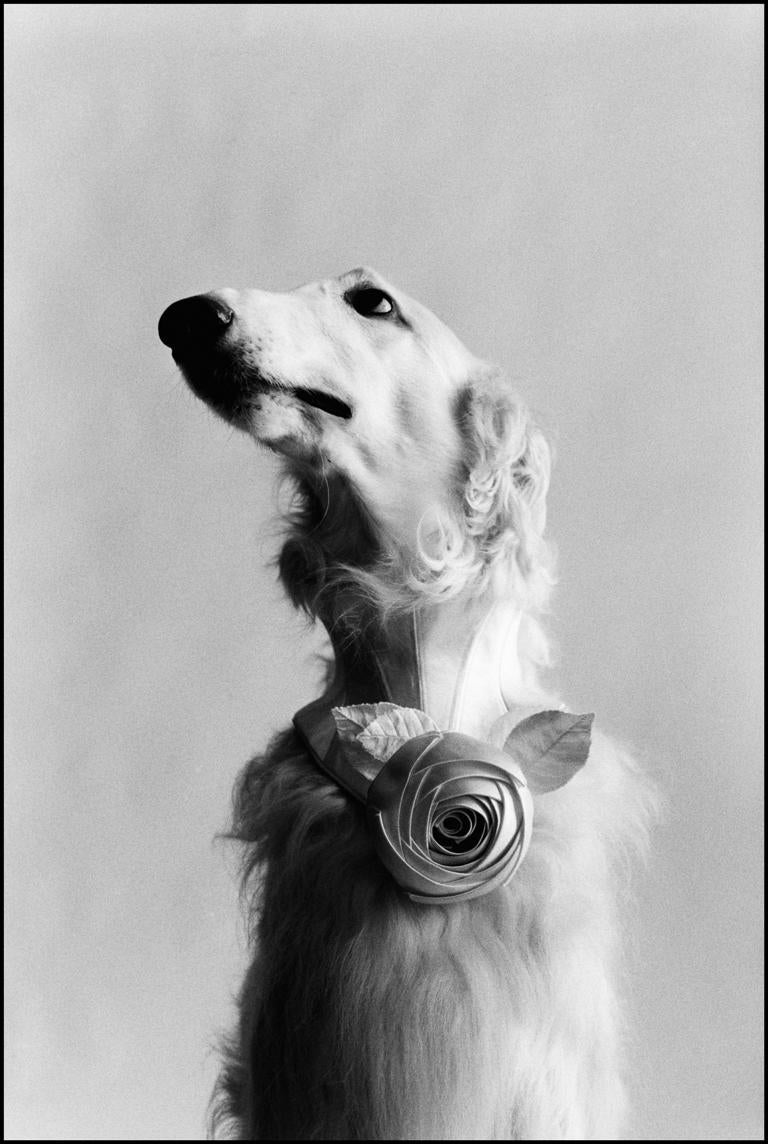 Elliott Erwitt Black and White Photograph - New York City (Dog Portrait)
