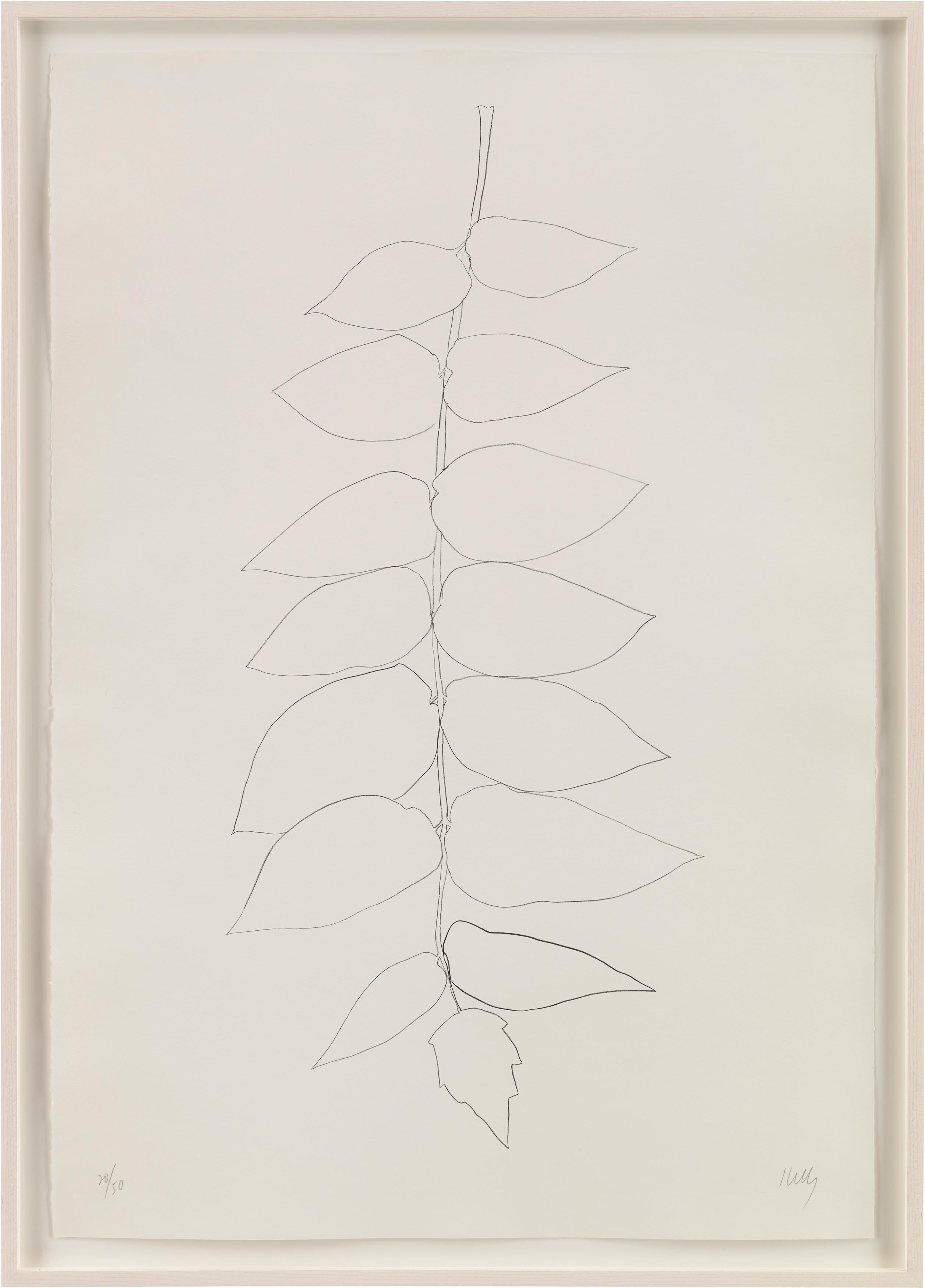 Ailanthus Leaves II (Vernis du Japon II) - Print by Ellsworth Kelly