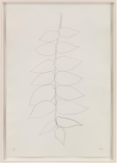 Ailanthus Leaves II (Vernis du Japon II)