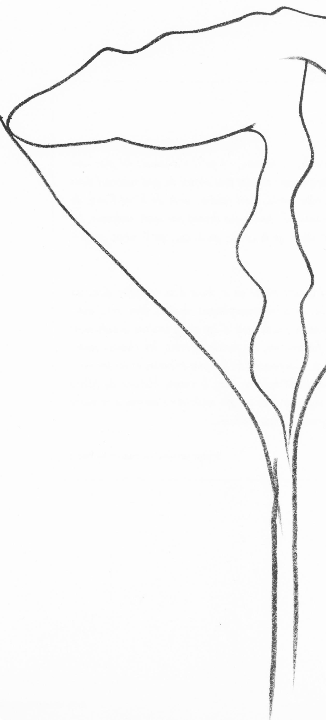 Ellsworth Kelly, Lotus, from Derriere le Miroir, 1982 For Sale 2