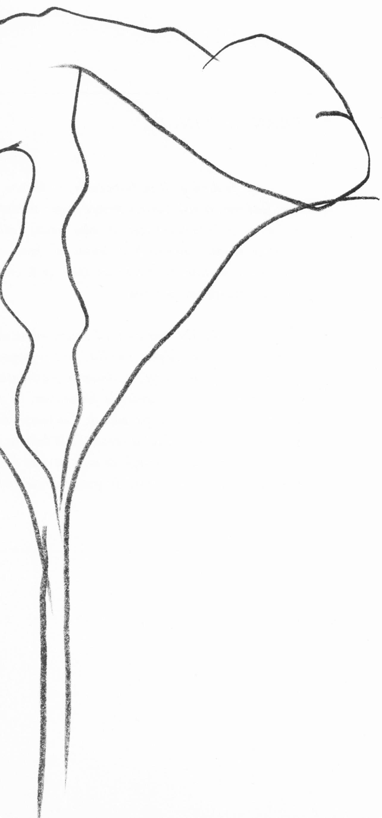 Ellsworth Kelly, Lotus, from Derriere le Miroir, 1982 For Sale 3