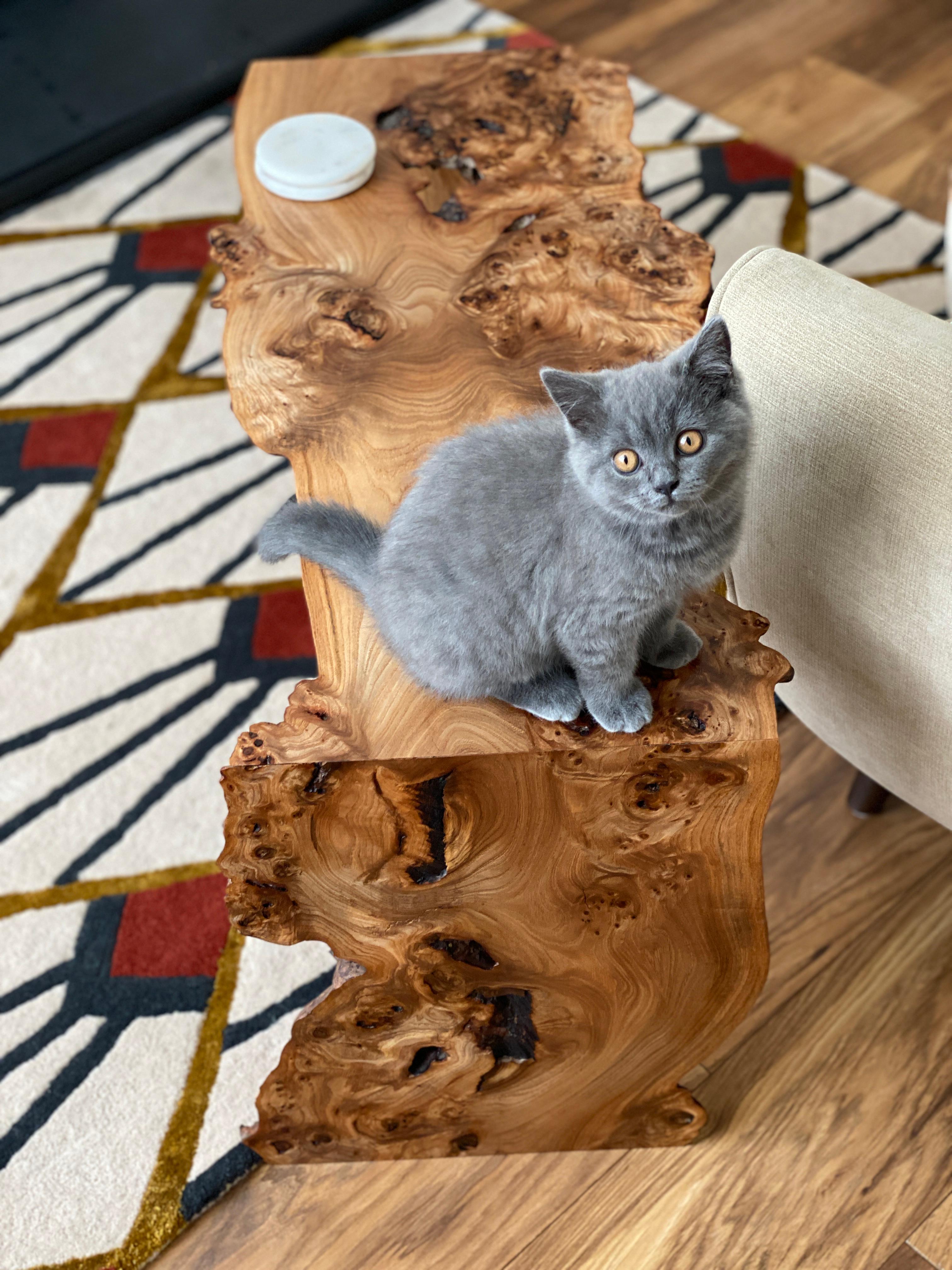 Table basse en orme en vente 6