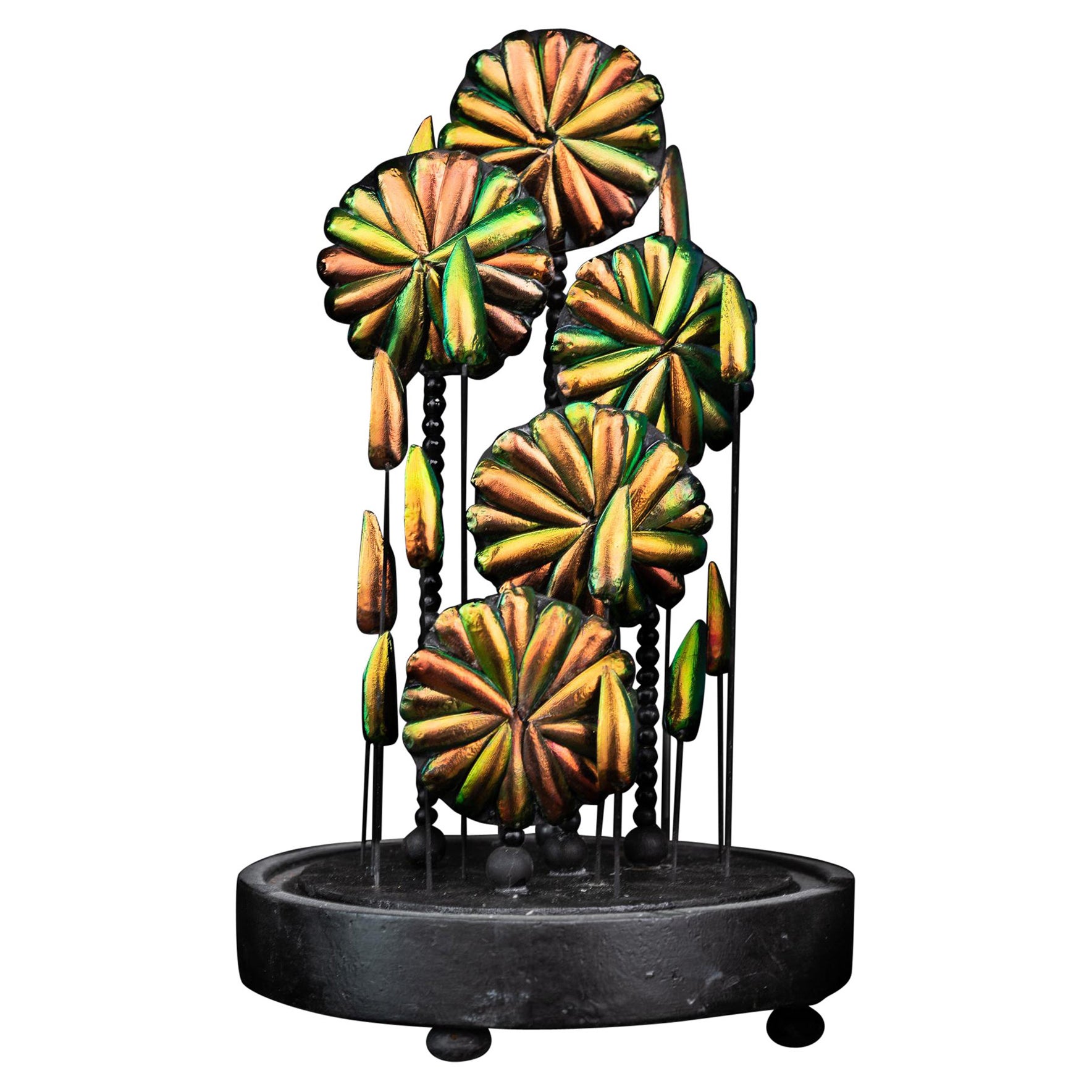 Elytra Composition under a Globe
