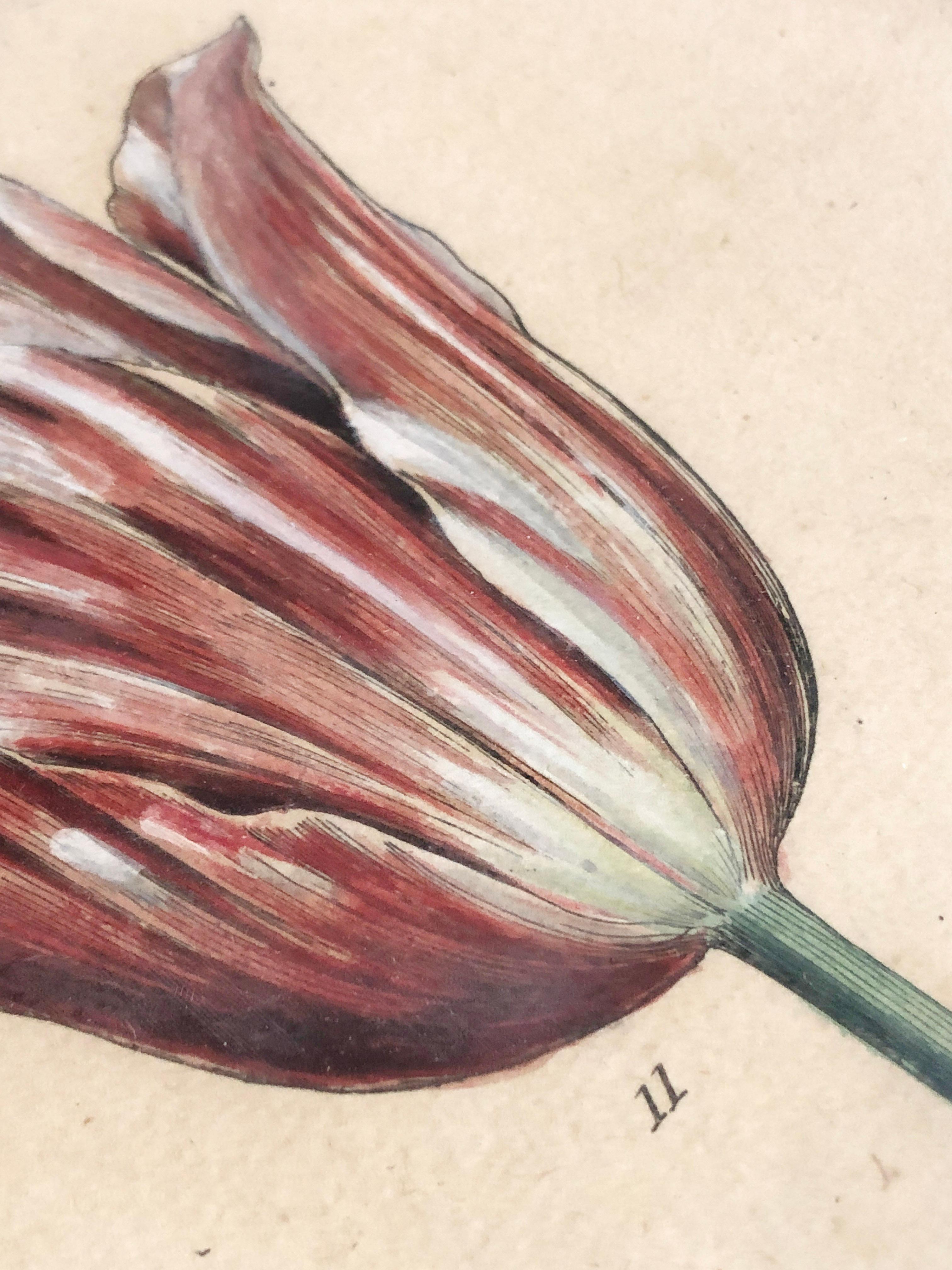 Emanuel Sweert - Maria Merian - Daniel Rabel - Copper engraving 4 tulips plate 5 For Sale 2