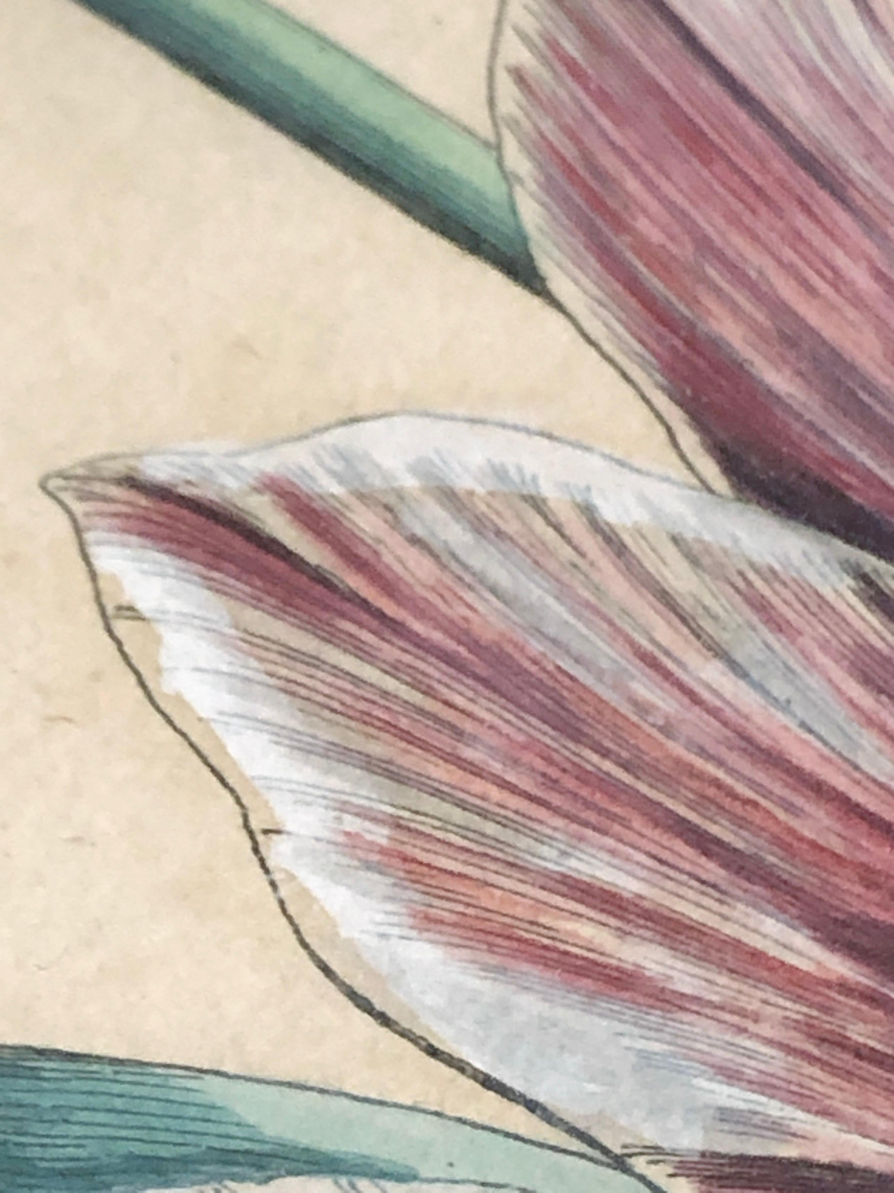 Emanuel Sweert - Maria Merian - Daniel Rabel - Copper engraving 4 tulips plate 5 For Sale 3